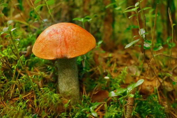 istock Leccinum red, mushroom in the forest in autumn 1033240064