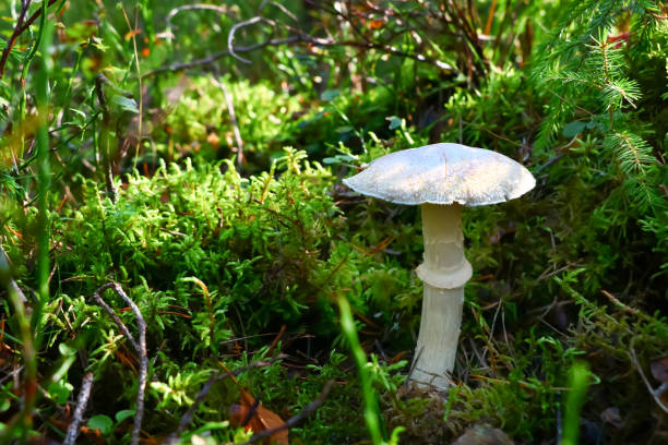 가을 숲에서 버섯 버섯 phalloides - 알광대버섯 뉴스 사진 이미지