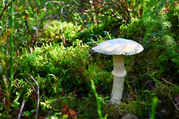 Amanita phalloides, mushroom in the forest in autumn Amanita phalloides, mushroom in the forest in autumn amanita phalloides stock pictures, royalty-free photos & images