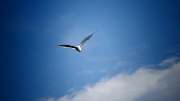 istock Gull flies with its wings outstrended in a blue sky 1033244836