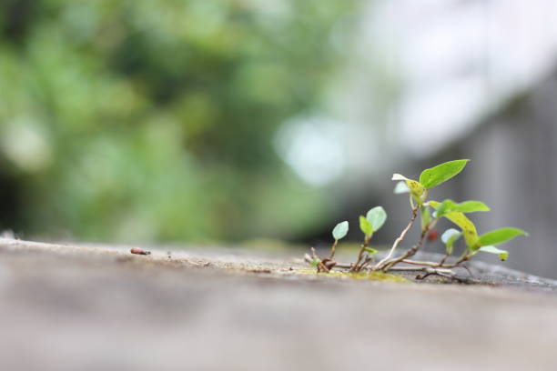 istock Plant bud snare on stones in spring 1033245196