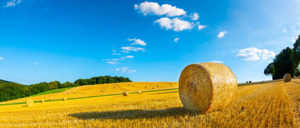 istock Hay bales on a field 1033245676