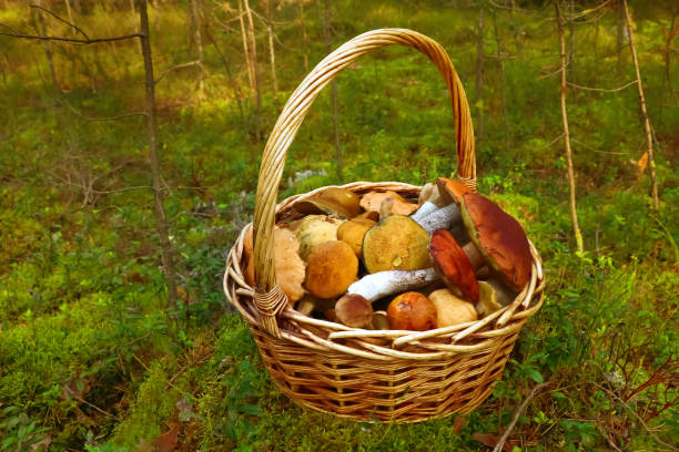 istock basket of mushrooms on the background forest 1033247982