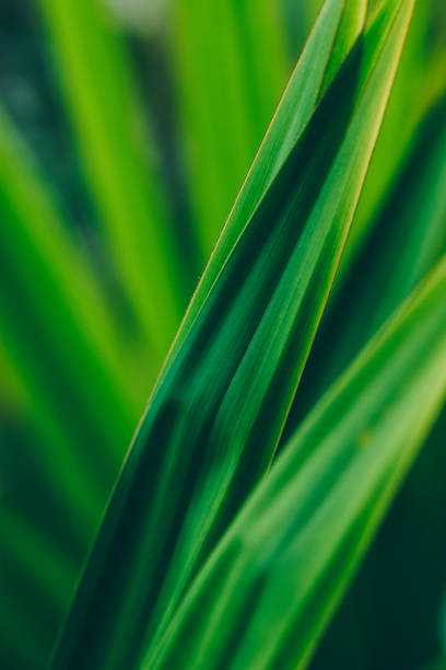 istock Abstract tropical background. Green palm leaves. 1033247986
