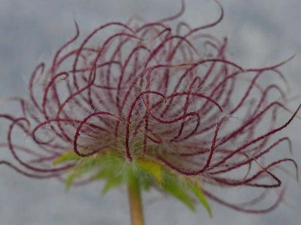 istock Wild plant in the Alps 1033250378