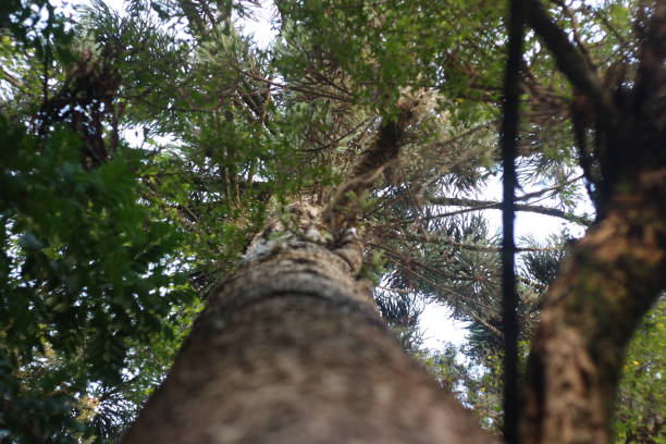 istock Pine in Brazilian forest 1033250740