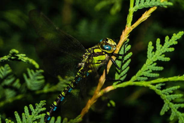 This dragonfly is predominantly native to wetlands