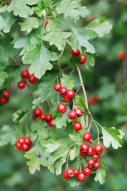 боярышник (crataegus monogyna) красные ягоды - crataegus monogyna стоковые фото и изображения