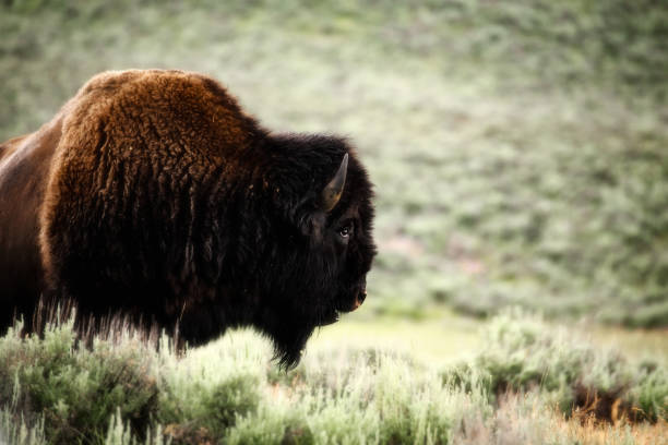 istock Head and shoulders of a brown buffalo 1033253430