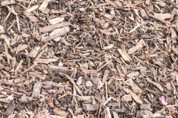 istock Brown bark mulch in a garden 1033253740