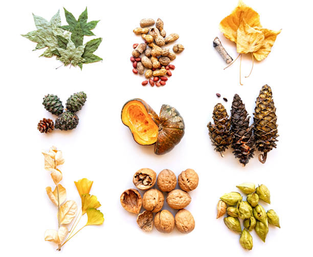 istock set of various autumn objects isolated on white 1033253830
