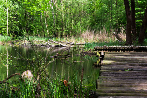 istock Swamp like lake 1033254014