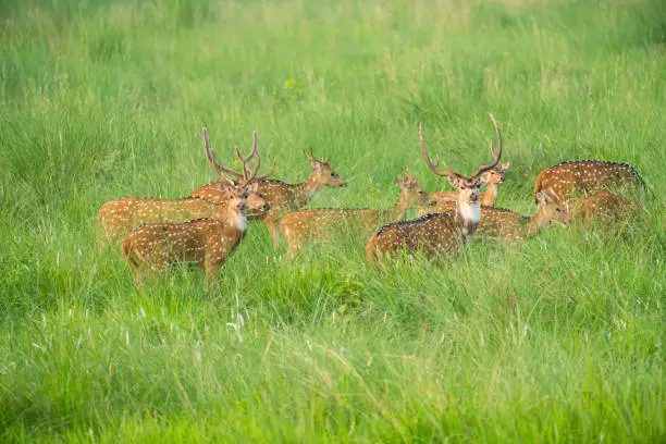 Photo of Sika or spotted deers herd in the elephant grass. Wildlife and animal photo. Japanese deer Cervus nippon