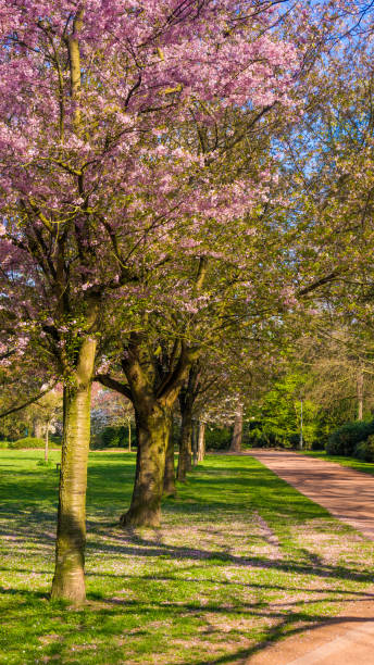 istock Beautiful trees in the park in spring 1033261438