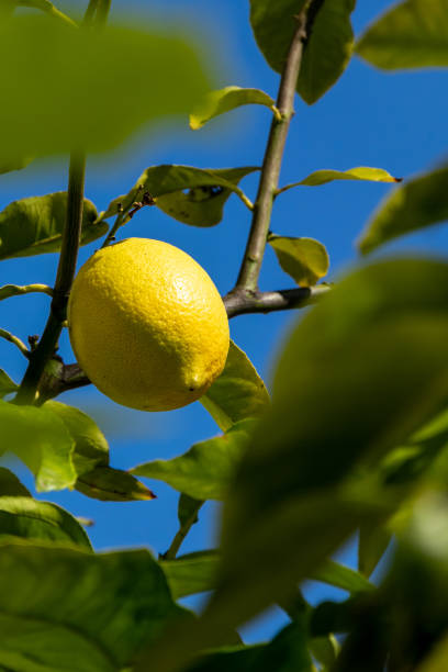 istock A single lemon of Garey's Eureka on the plant 1033261476