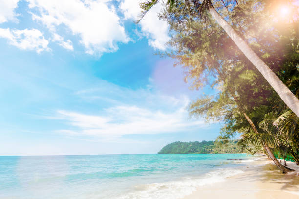 istock tropical beach. Beautiful beach with palm trees 1033264264
