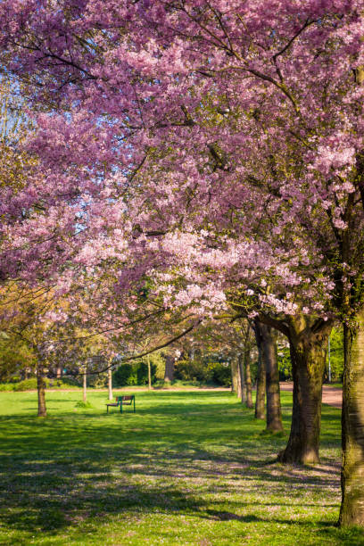 istock Cherry tree blossom. Beautiful nature scene with blooming tree 1033264276