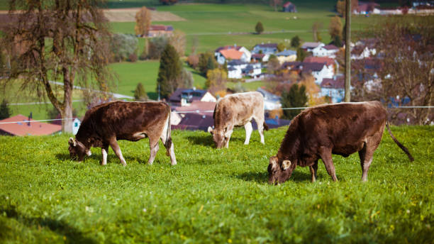 istock Cow on a summer pasture. cows in a field 1033267710