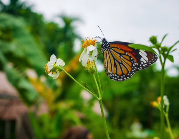 istock Beautiful butterfly in the garden 1033267880