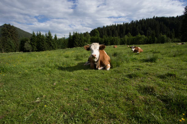 istock cow on a meadow, bavarian alps 1033271162