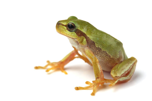 istock European tree frog (Hyla arborea) isolated on white 1033271516