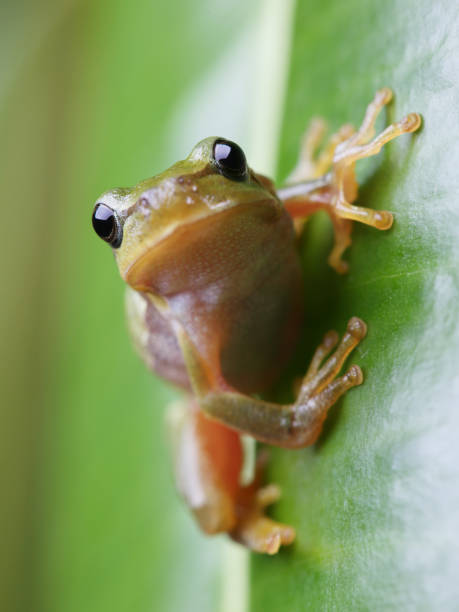istock European tree frog sitting on green leaf. Closeup 1033271548
