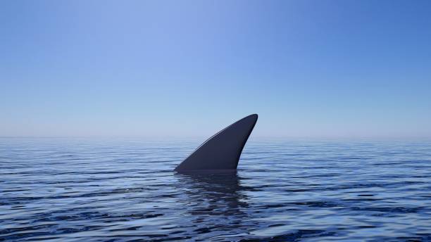 istock 3D rendering of shark fin above water, with blue sky background. 1033273930