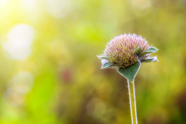 spines of burdock as macro flower