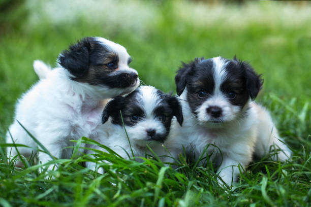 istock Three puppies in the grass 1033274726