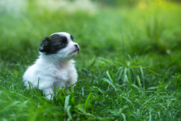istock Little puppy babes Papillon in the grass 1033274758