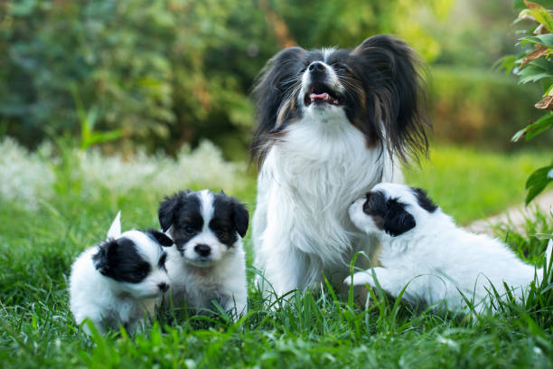 cachorros con mamá - papillon fotografías e imágenes de stock