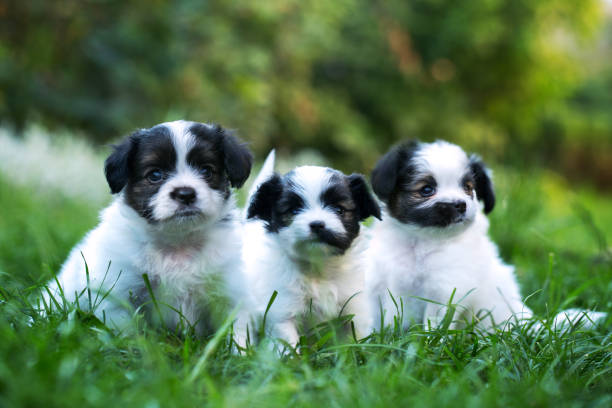 istock Three cubs of Papillon in the grass 1033274768