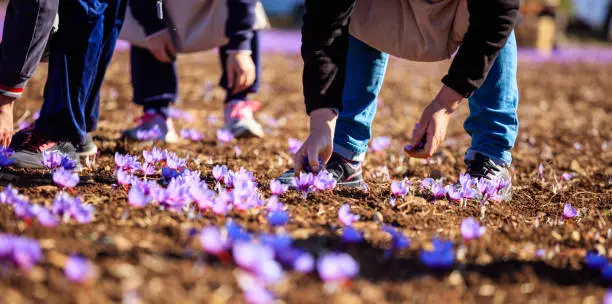 Workers harvesting crocus in a saffron field at autumn