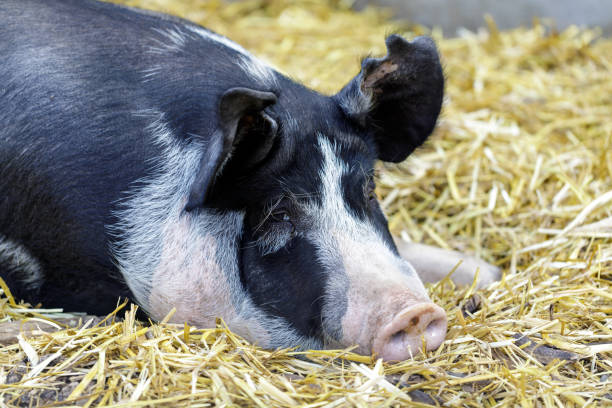 istock Adult Berkshire Pig resting in a barn. 1033281372