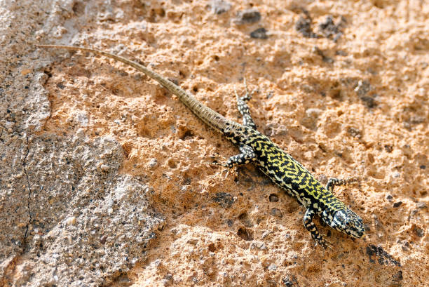 istock Green Ruin Lizard in Orvieto 1033284666
