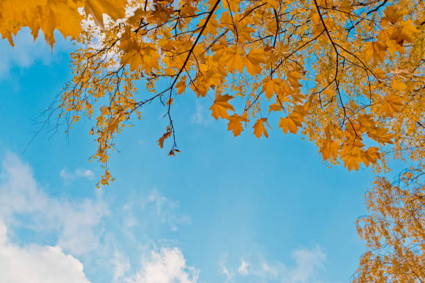 istock Colorful autumn leaves on a blue sky 1033285010