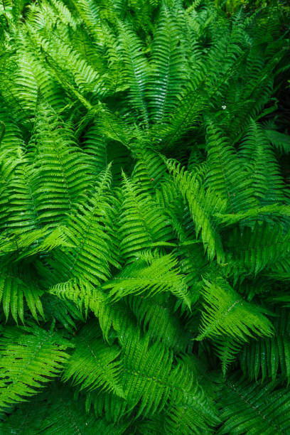 istock Tropical leaves. Floral design background. 1033285076