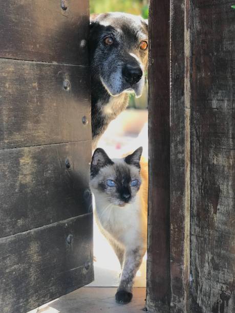 Old black dog and seamese cat  looking outside through an open door