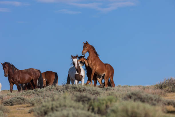 istock Wild Horse Stallions Fighting 1033287326