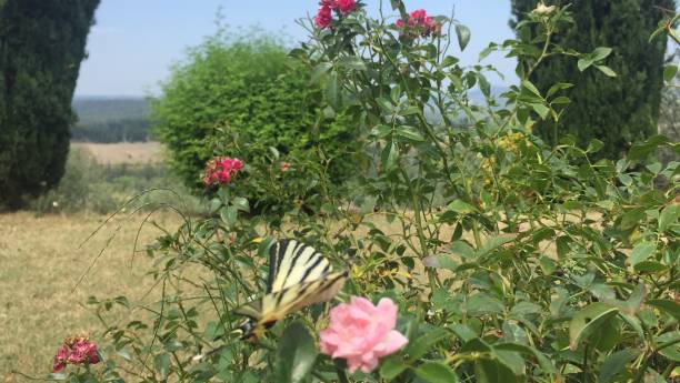 Butterfly on Flowers in Tuscany