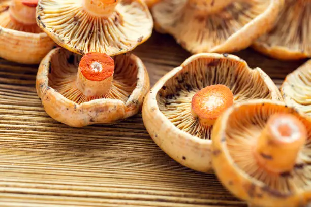 Saffron milk cap on a wooden table with shallow depth of field. Rare mushrooms, rarity and delicacy in Polish mountains.