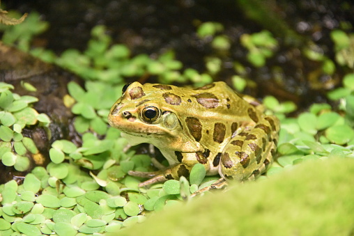 Northern leopard frog