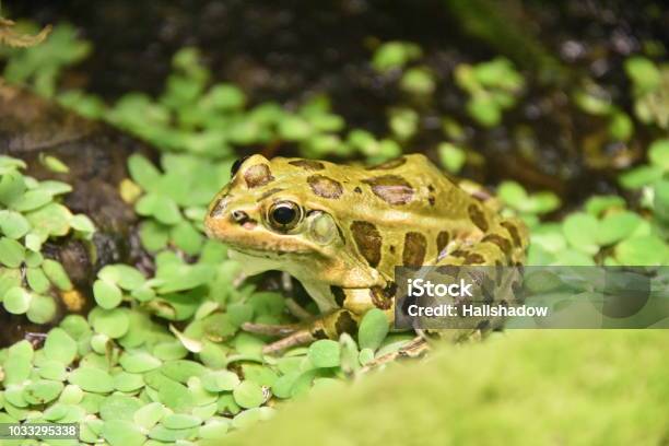 Northern Leopard Frog Stock Photo - Download Image Now - Leopard Frog, North, British Columbia