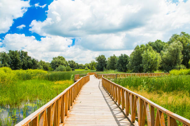 istock Kopacki rit in Slavonia, Croatia 1033295568