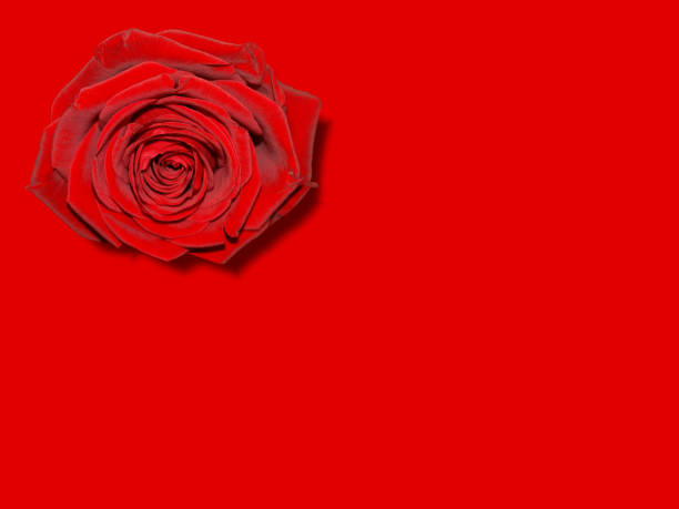 istock red rose flower greeting card 1033296006