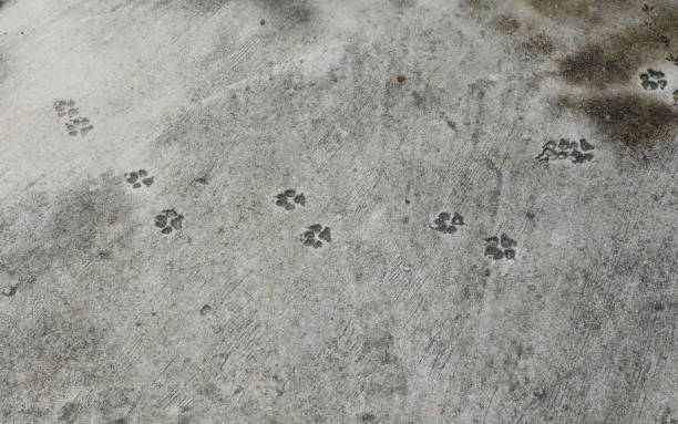 istock dog footprint messy on cement ground 1033298862