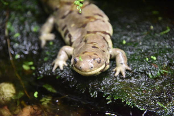 istock Western tiger salamander 1033298932
