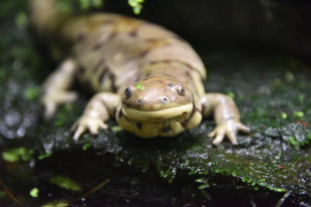 istock Western tiger salamander close-up 1033299506