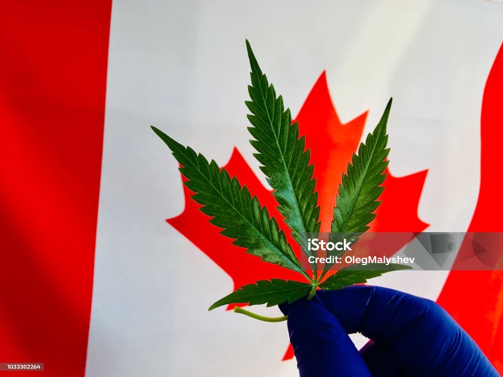 Foglie di piante di cannabis e bandiera del Canada - Foto stock royalty-free di Pianta di cannabis