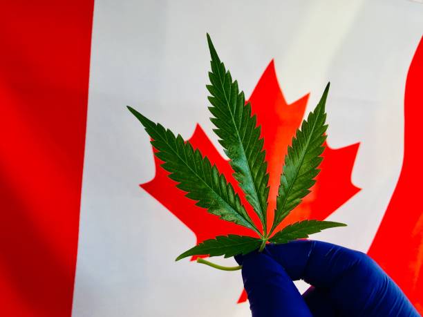 Cannabis plant leaves and Canada flag stock photo